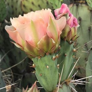 Meet your Posher, Elisa